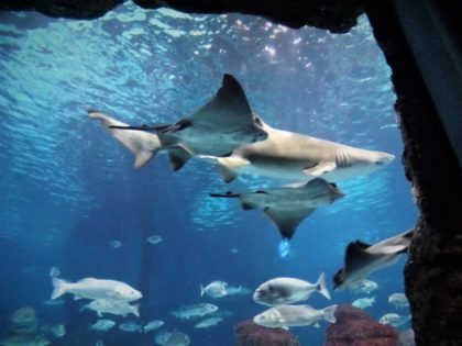 BARCELONA AQUARIUM