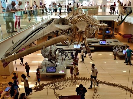 muse di trento cosa vedere con bambini