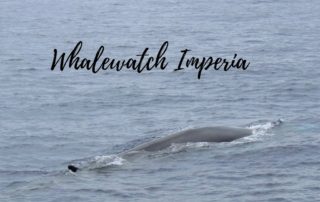 escursione con whalewatch imperia