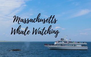 dove vedere le balene a Cape Cod