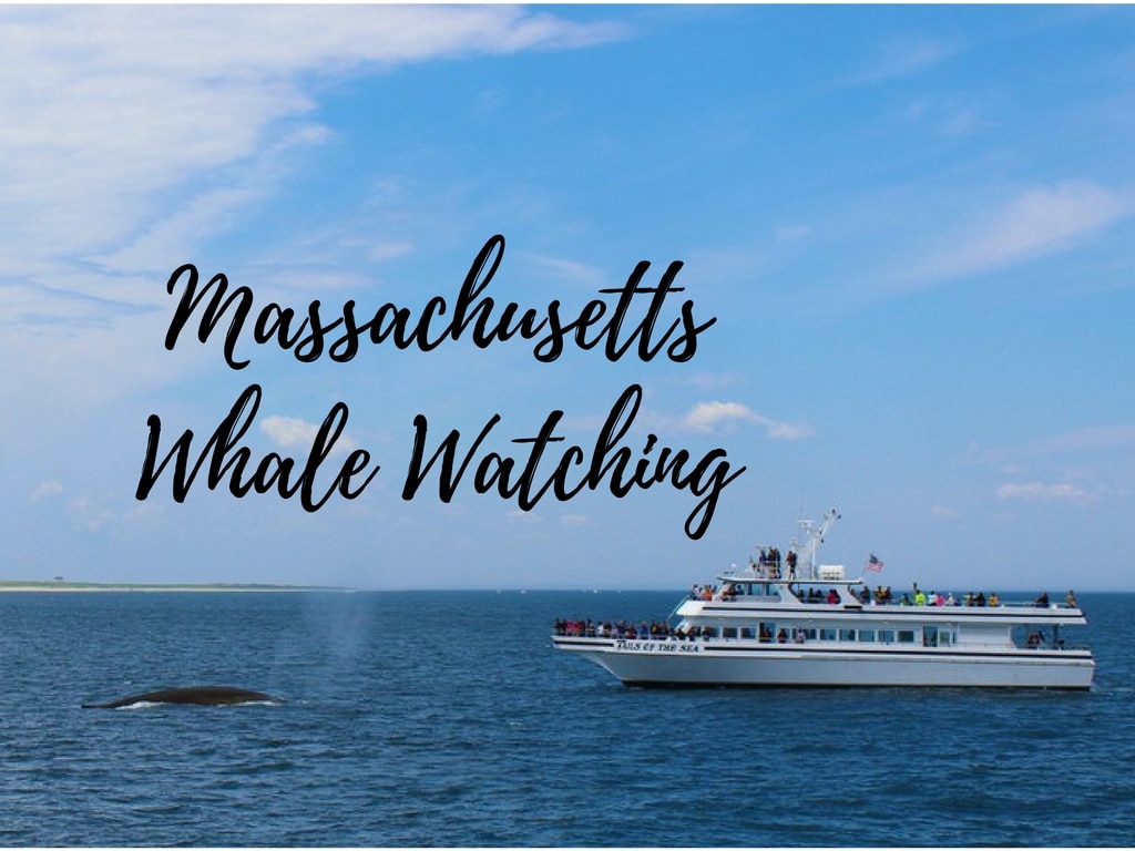 chicvintagedesign: Is Whale Watching Better In Maine Or Massachusetts