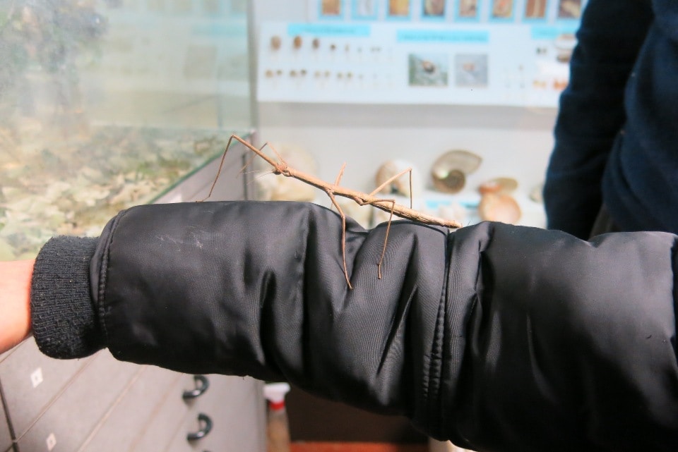 cosa vedere a lovere