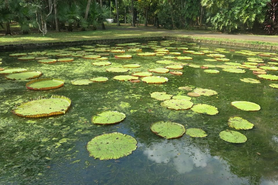 itinerario a Mauritius di due settimane