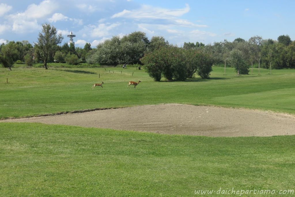 campo d golf Vacanza al mare in Veneto con bambini  isola di albarella