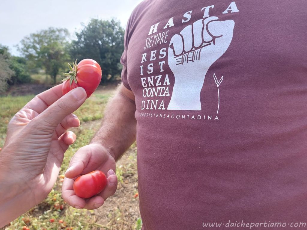 pomodoro riccio cosa vedere a caserta 