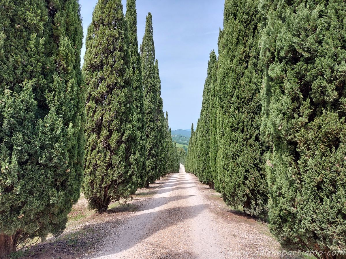 Viale cipressi che conduce alla villa