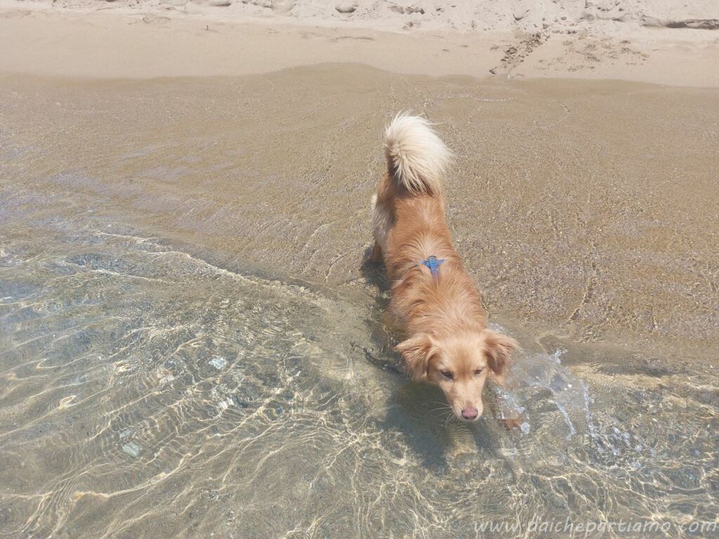 cani spiaggia corfù