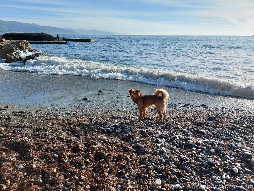 Dog Beach Santa Margherita inverno liguria
