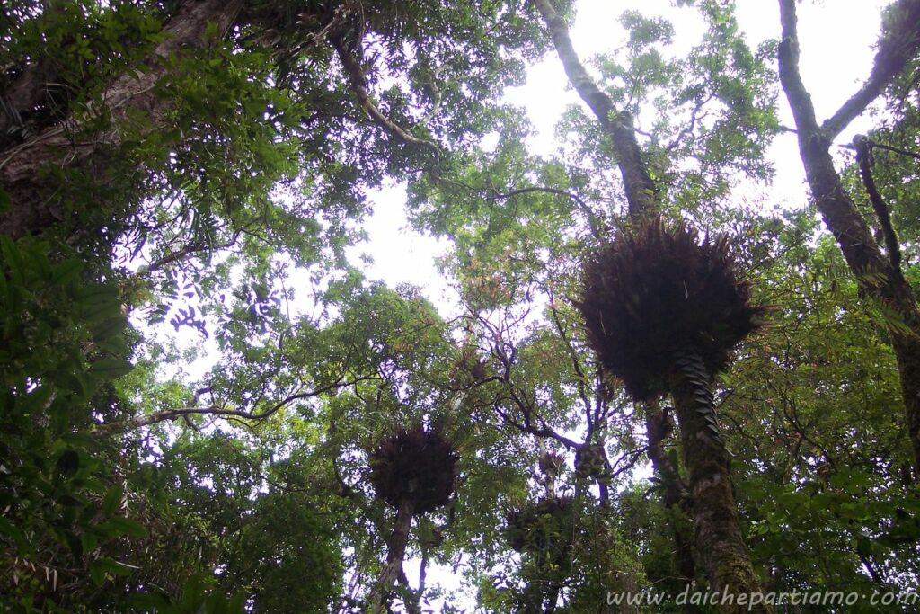 Cape tribulation Rainforest