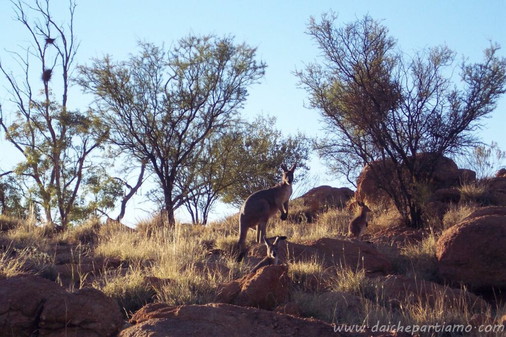 alice springs canguri