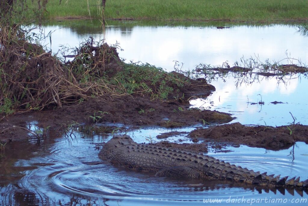 kakadu coccdrillo australia