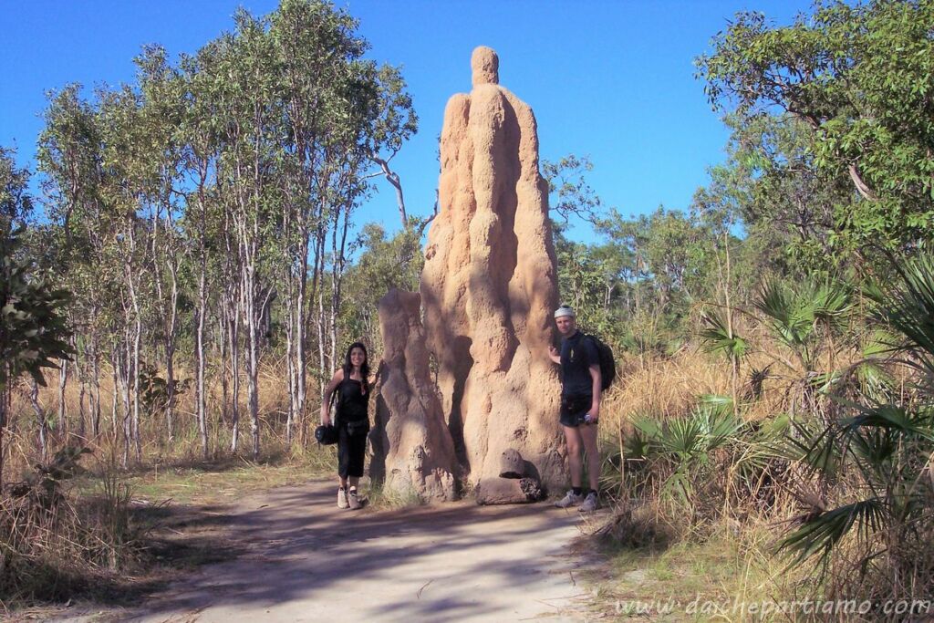 termitaio australia
