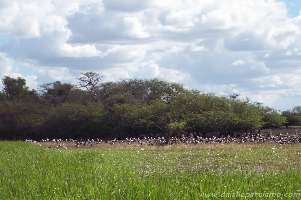 uccelli kakadu australia
