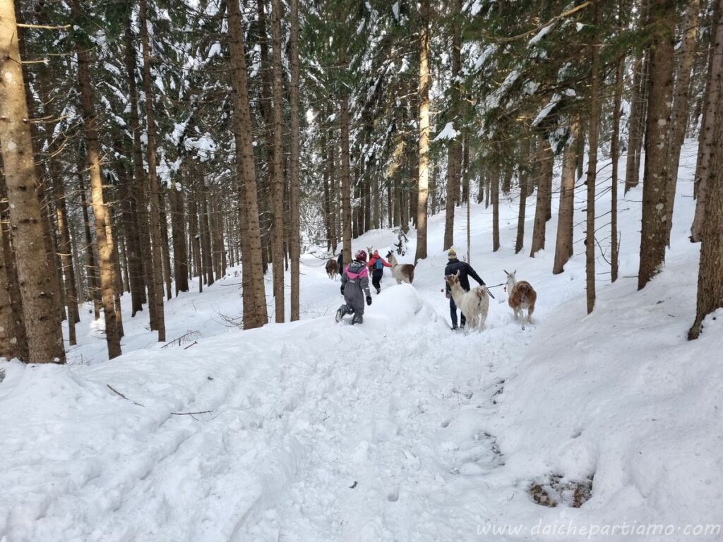 cosa fare tirolo trekking lama
