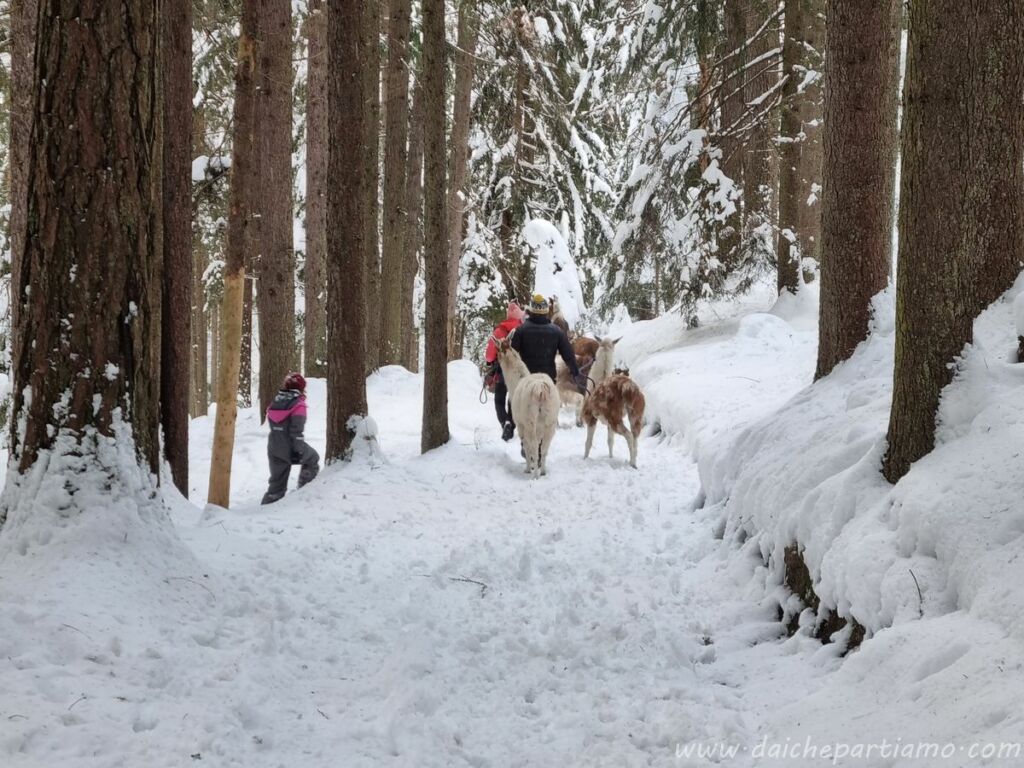cosa fare tirolo trekking lama
