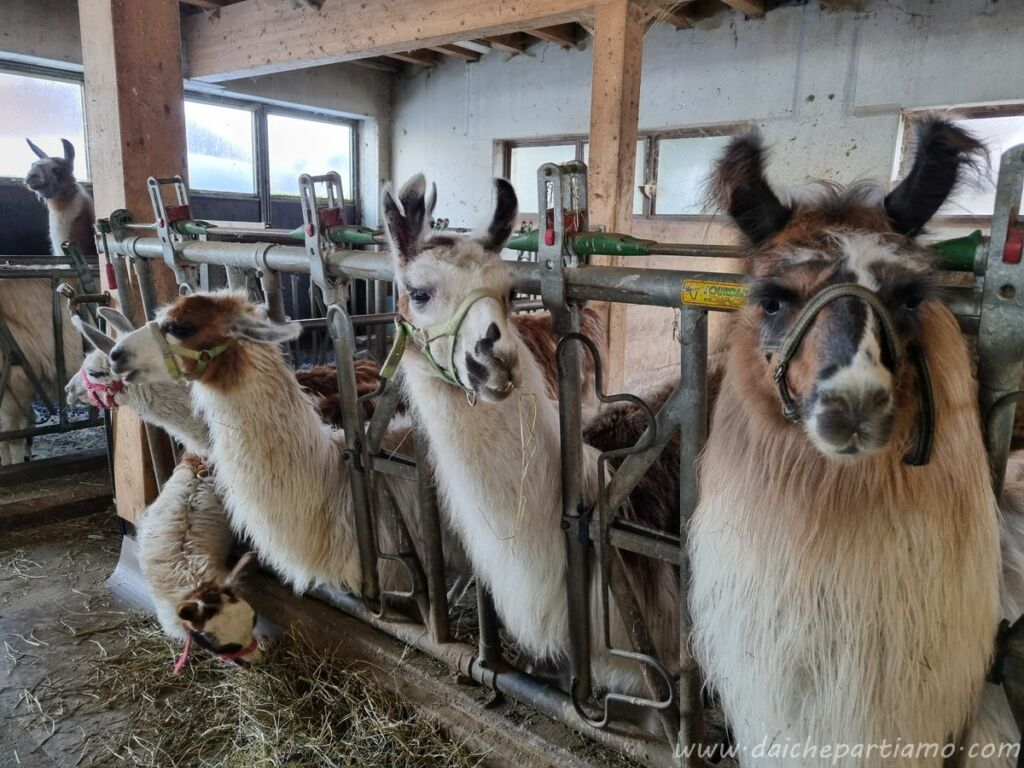 cosa fare tirolo trekking lama