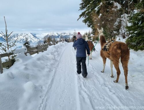 Cosa fare coi bambini in Tirolo: trekking con i lama a Wattenberg