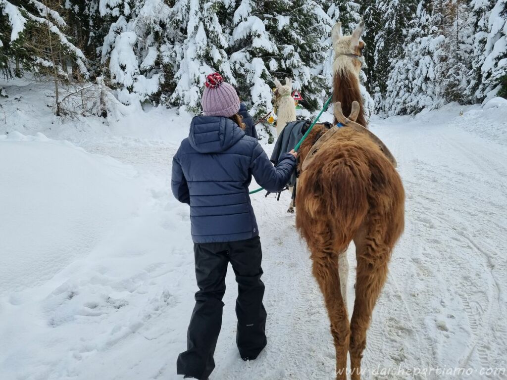 cosa fare tirolo trekking lama