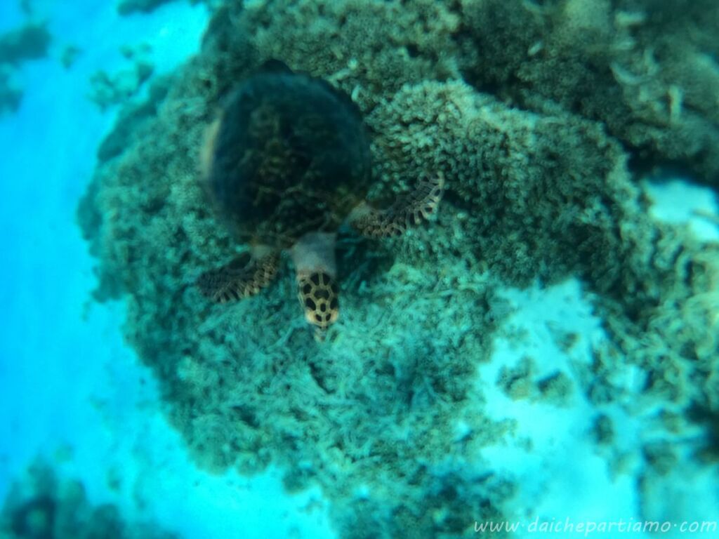 organizzare viaggio indonesia snorkeling