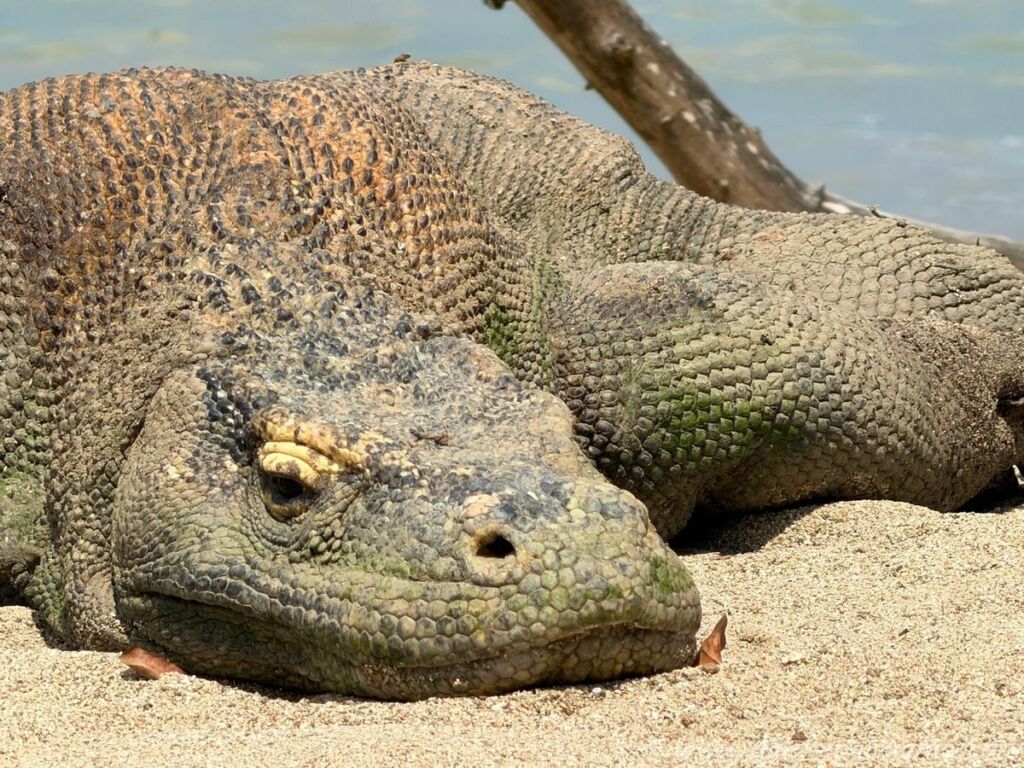 Drago di Komodo