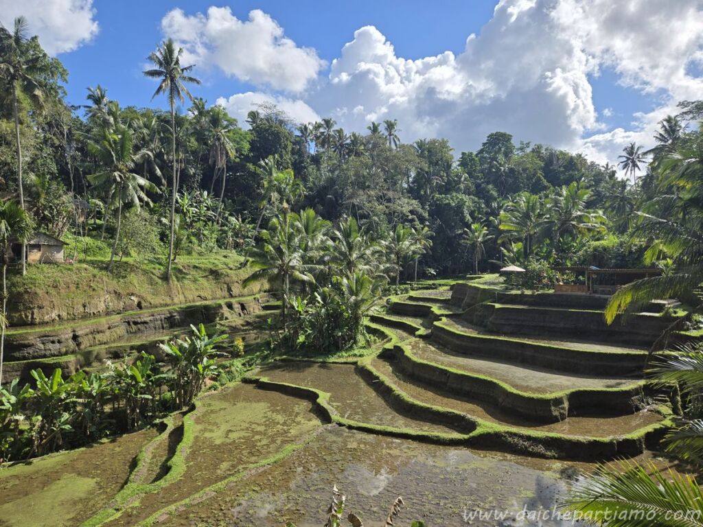 viaggio indonesia organizzazione tegallalang rice terrace